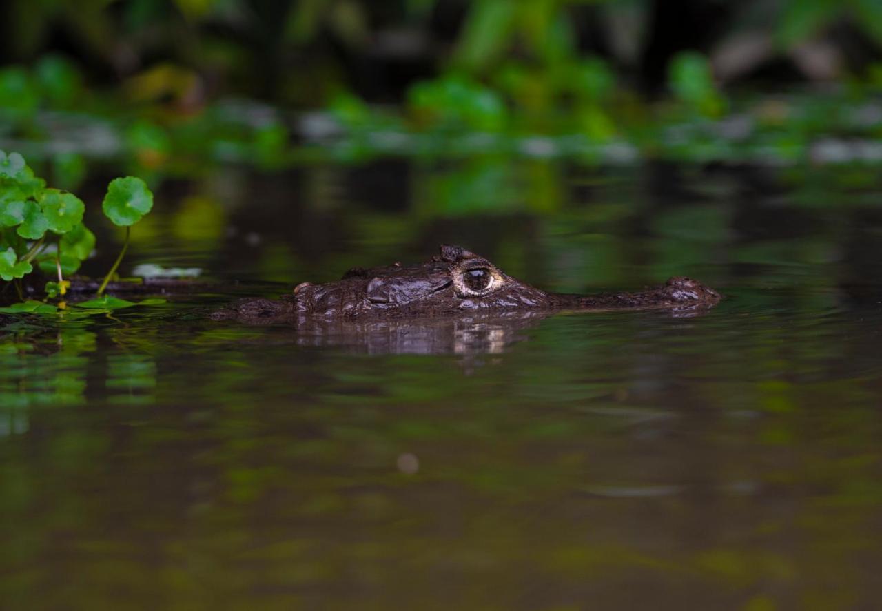 The Corner House Leilighet Tortuguero Eksteriør bilde