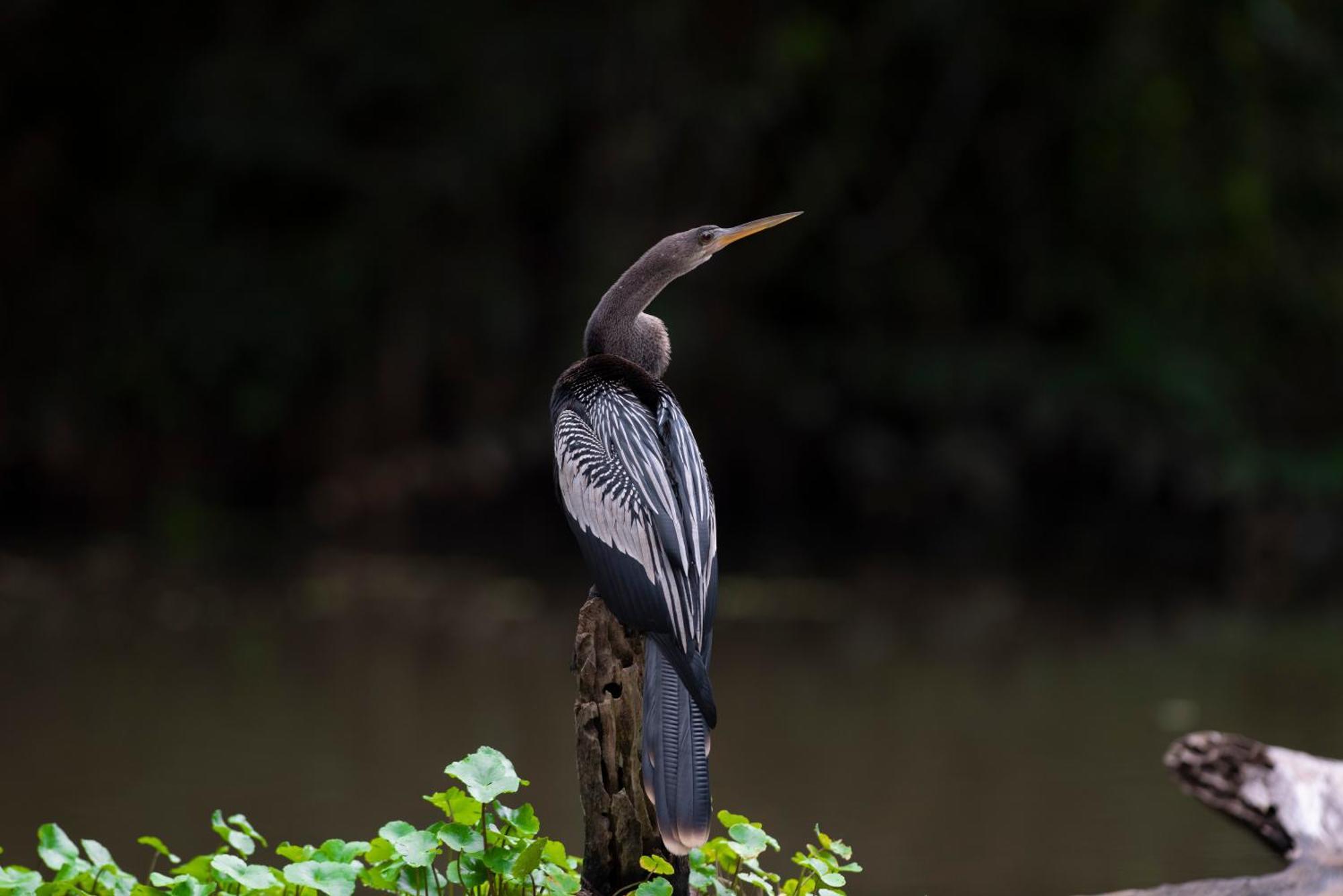 The Corner House Leilighet Tortuguero Eksteriør bilde