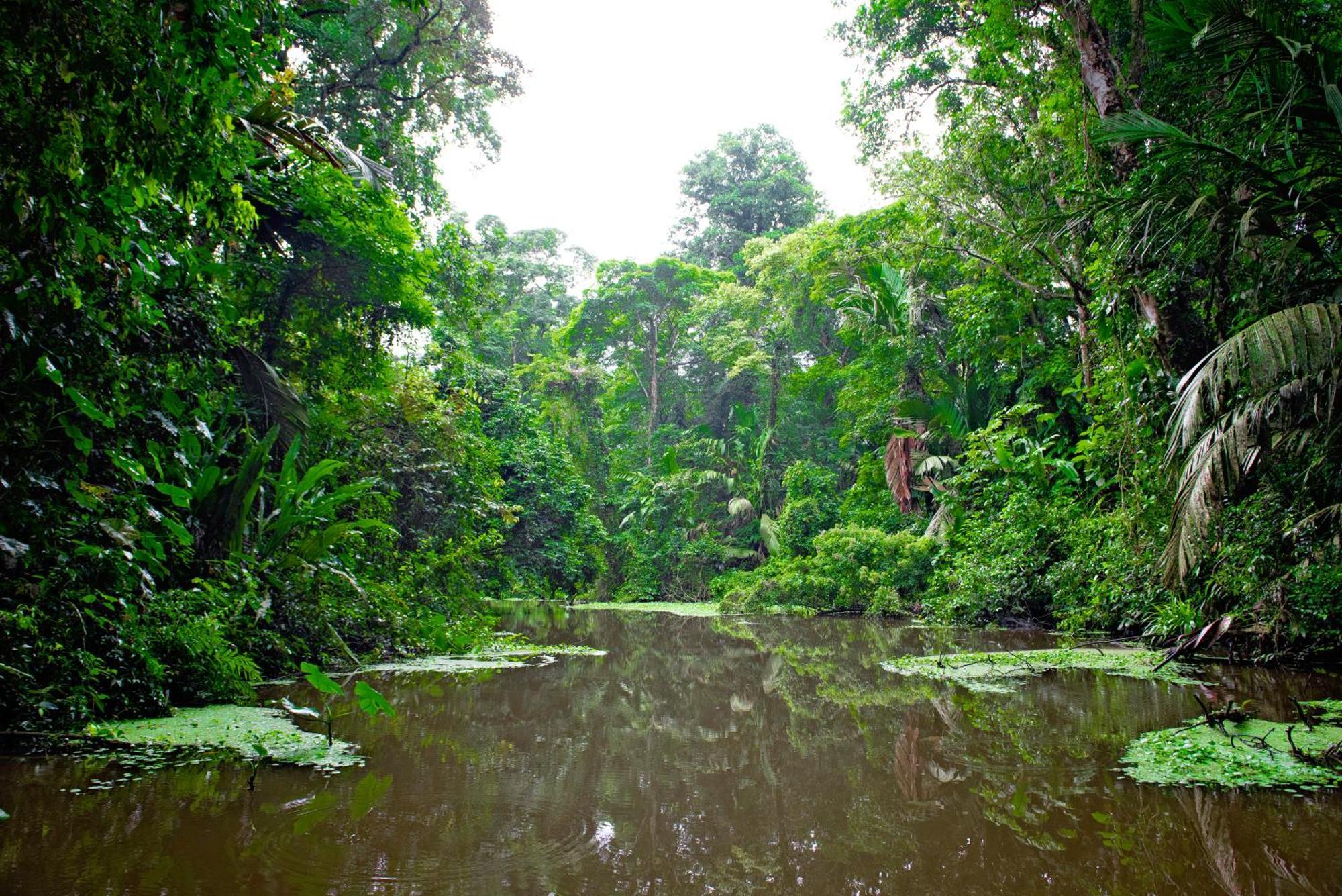 The Corner House Leilighet Tortuguero Eksteriør bilde
